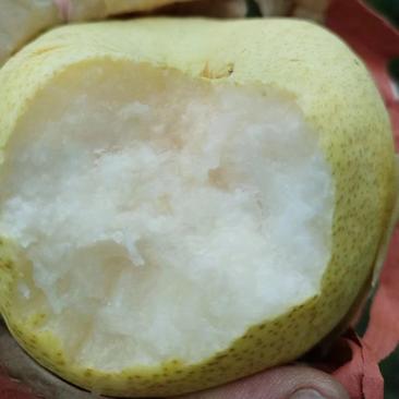 《酥梨》陕西梨-酥梨咸阳酥梨一手货源对接全国市场