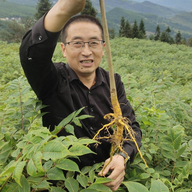 基地直供黄柏苗，川黄柏，厚皮黄柏，规格齐全，量大从优