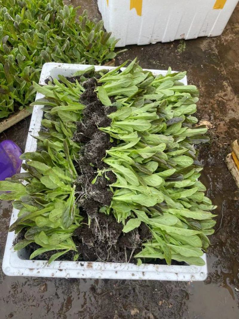 红尖叶莴笋苗，莴笋苗，三青莴笋苗