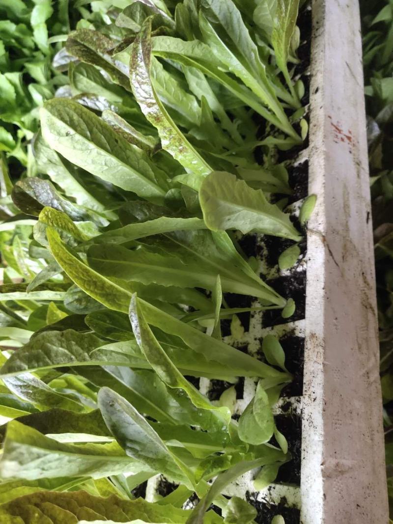 红尖叶莴笋苗，莴笋苗，三青莴笋苗