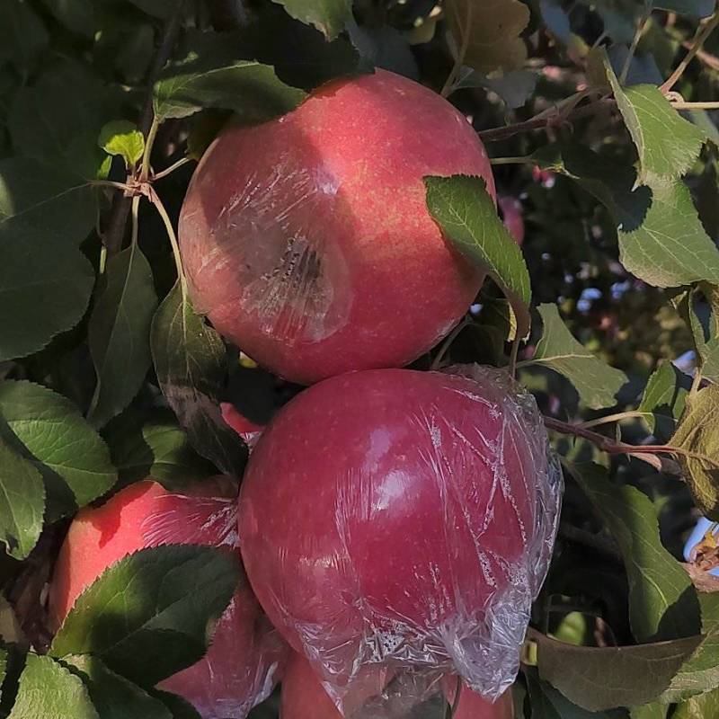 精品山西万荣纸夹膜冰糖心大量上市，个大脆甜，货源充足！