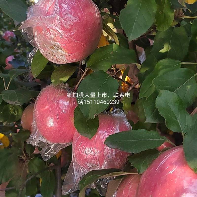 精品山西万荣纸夹膜冰糖心大量上市，个大脆甜，货源充足！