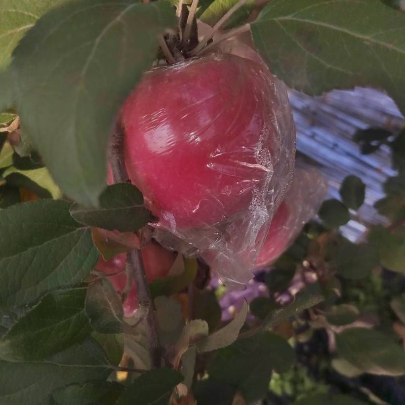 精品山西万荣纸夹膜冰糖心大量上市，个大脆甜，货源充足！