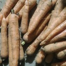 金乡县产地新鲜精品胡萝卜，大量上市供应，支持电商市场货！