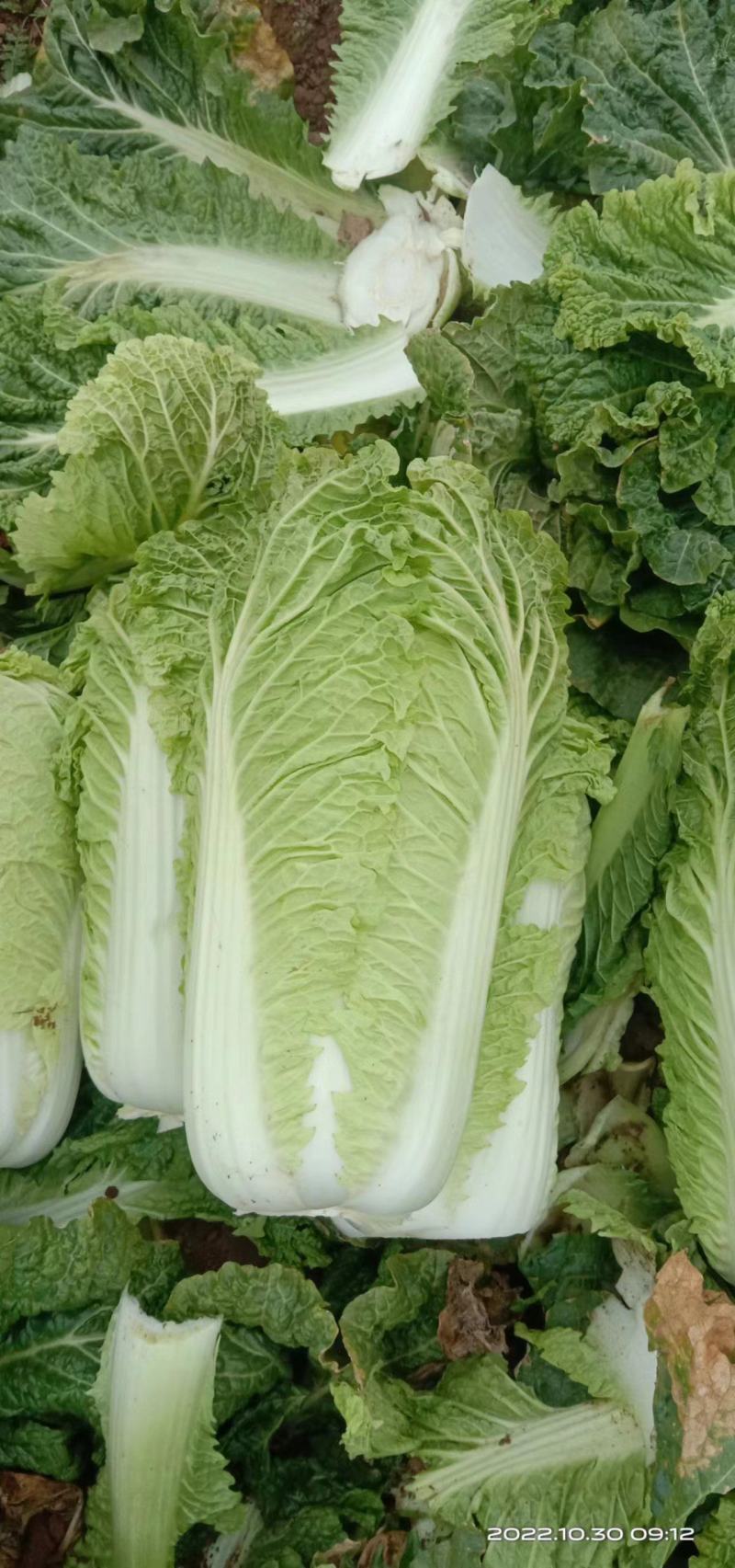 绥中白菜便宜了