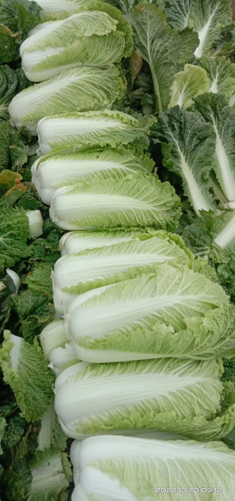 绥中白菜便宜了