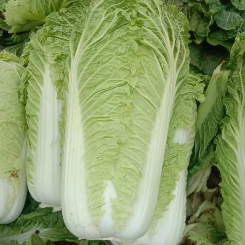 绥中白菜便宜了