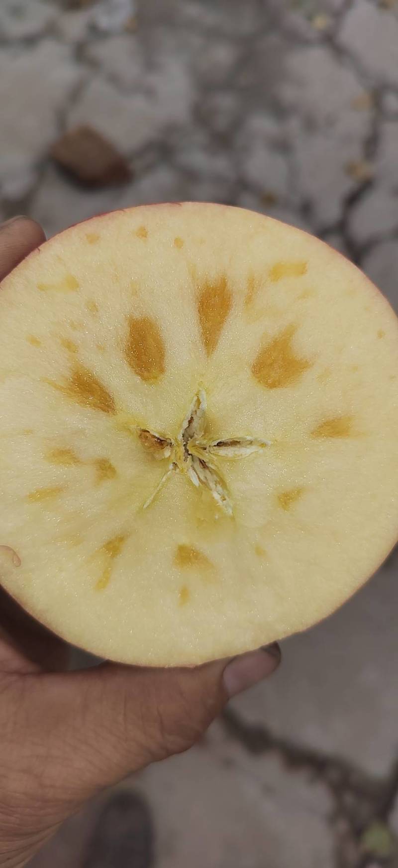 精品山西万荣纸夹膜冰糖心大量上市，个大脆甜，货源充足！