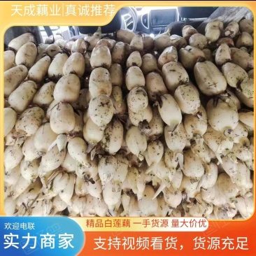 江苏新莲藕宿迁白莲藕全国批发37/35量大