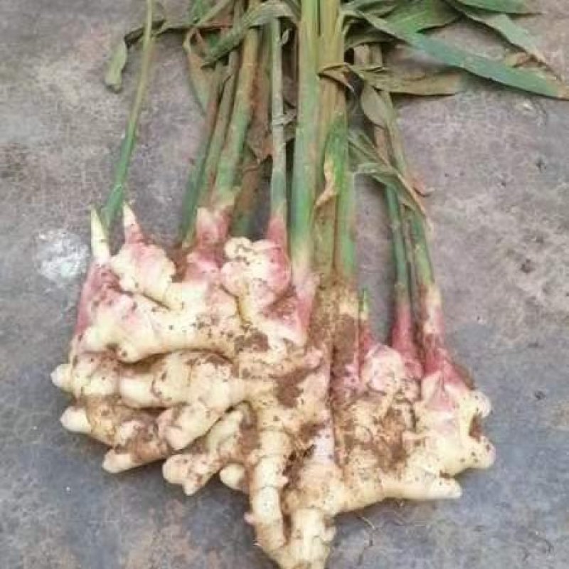云南黄姜