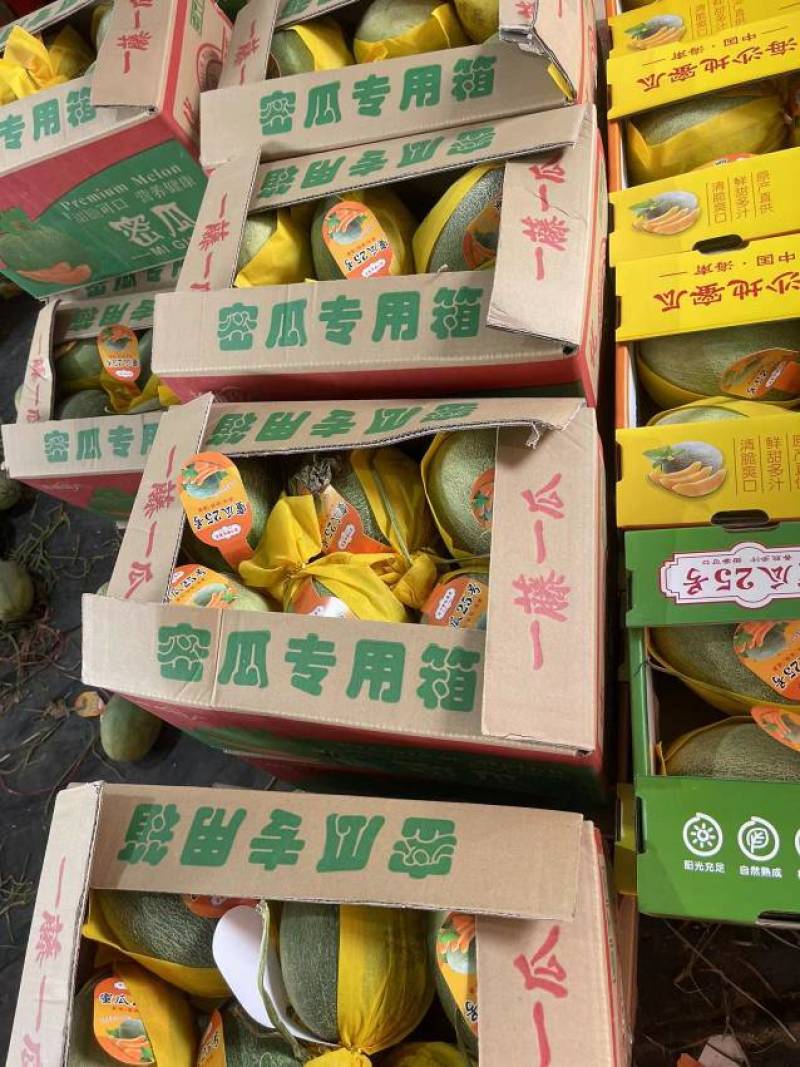 【精品哈密瓜】晓蜜25新疆产地直供市场商超欢迎来电咨询
