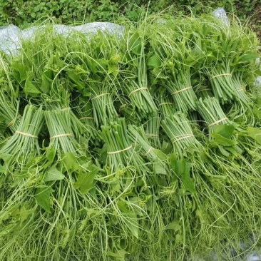 龙须菜，