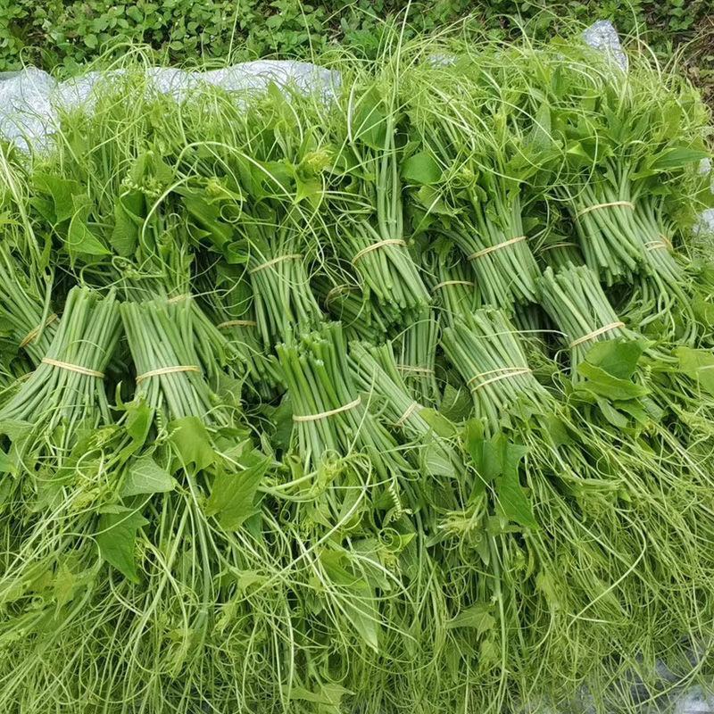 龙须菜，