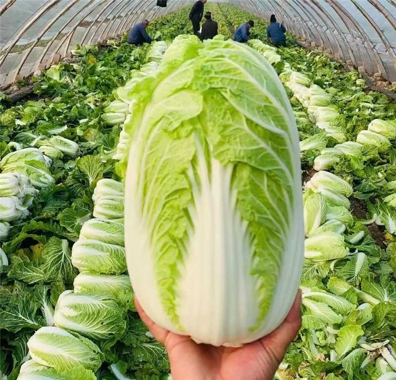 黄心白菜采收场景