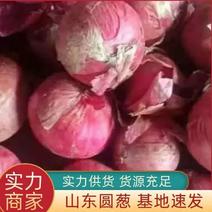 山东金乡红皮洋葱产地直发一手货源批发可全国发货保质保量