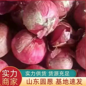 山东金乡红皮洋葱产地直发一手货源批发可全国发货保质保量