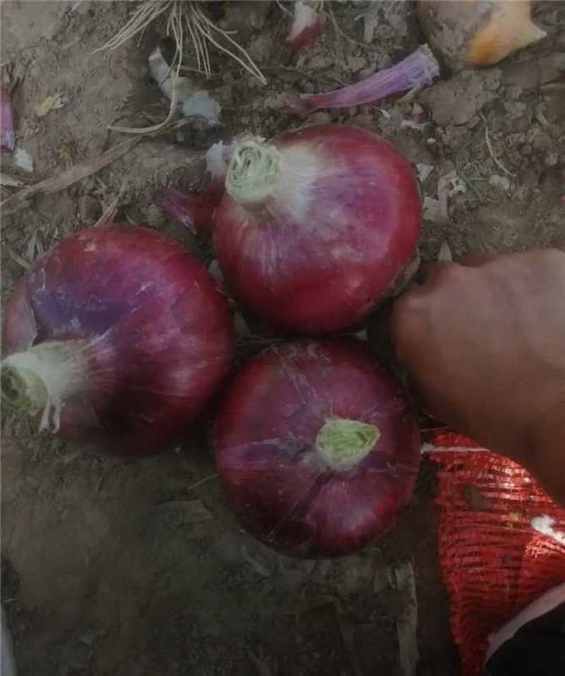 山东金乡红皮洋葱产地直发一手货源批发可全国发货保质保量