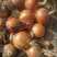 山东金乡红皮洋葱产地直发一手货源批发可全国发货保质保量