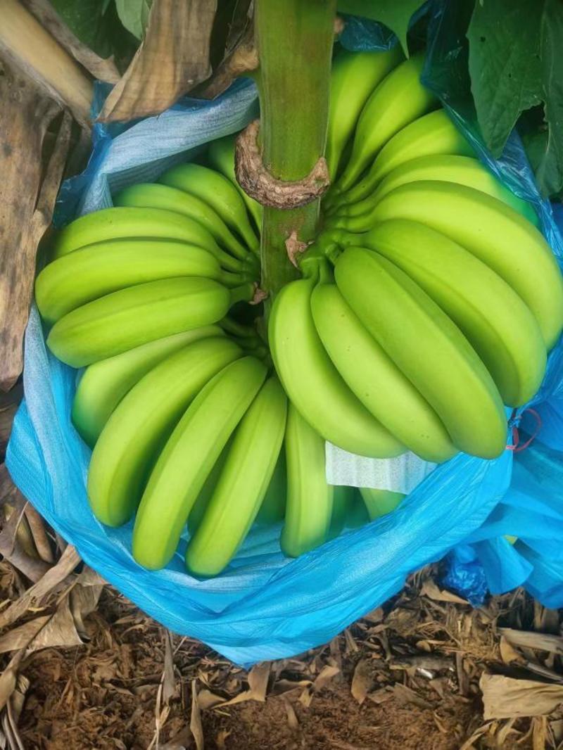 香蕉/红河水果/热带水果/精品红河水果香蕉来电选购视频
