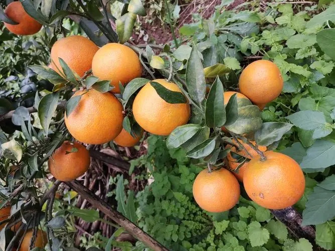 爱媛38号果实特写