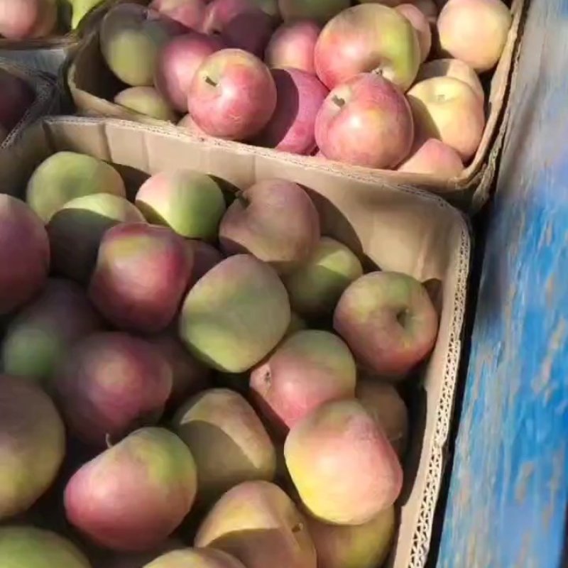 国光苹果大量有货