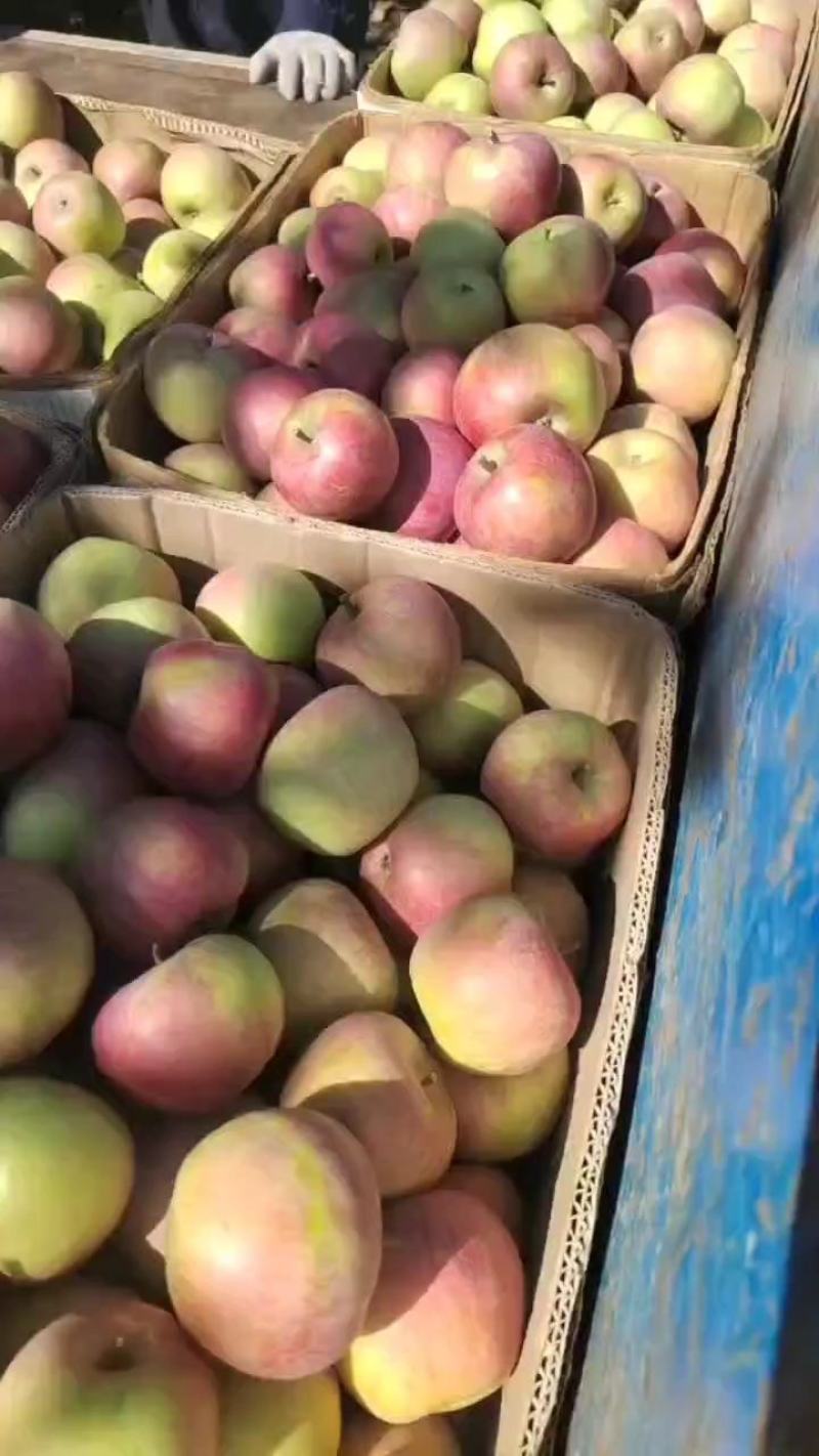 国光苹果大量有货