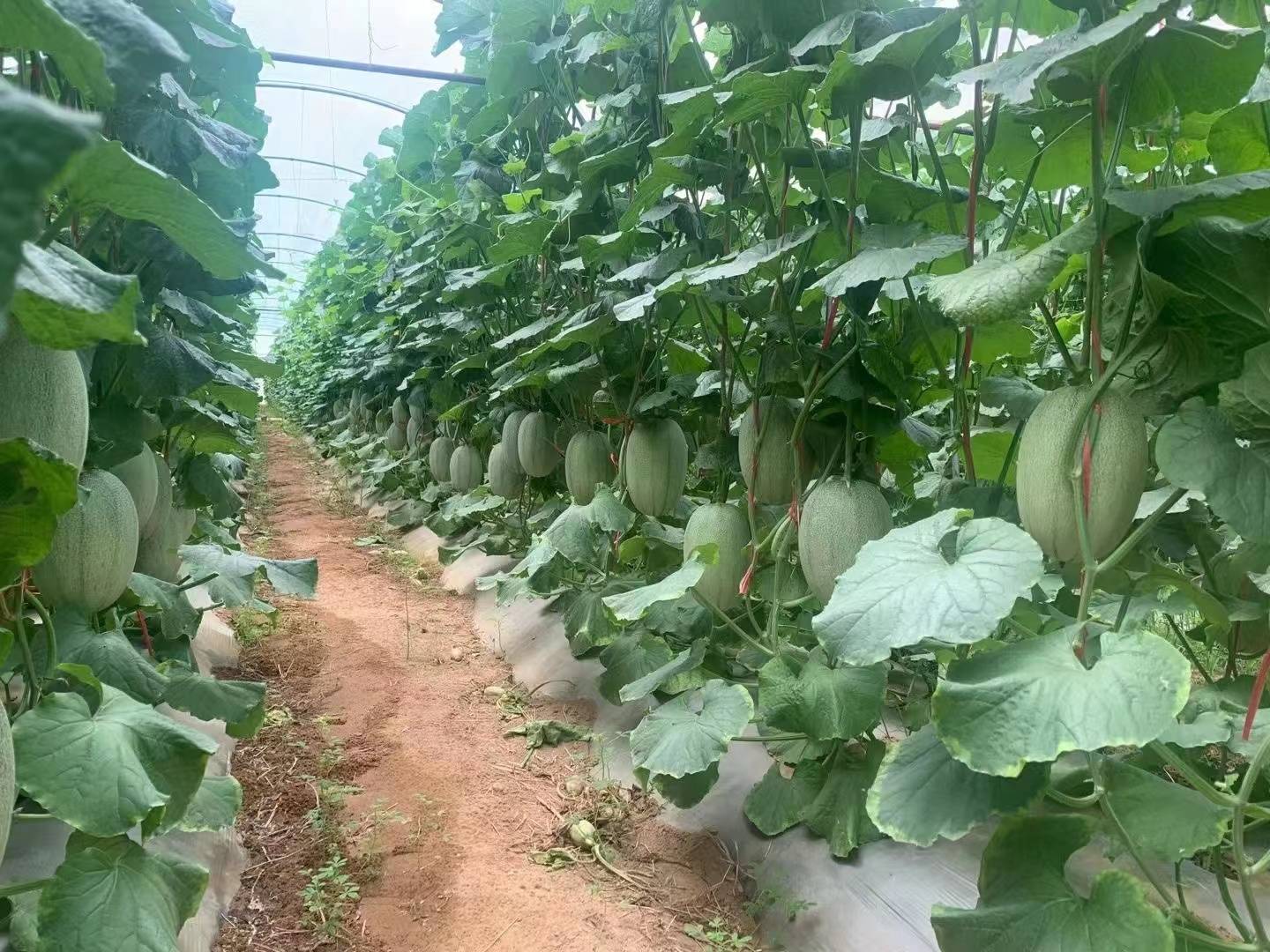 哈密瓜授粉过程示意图