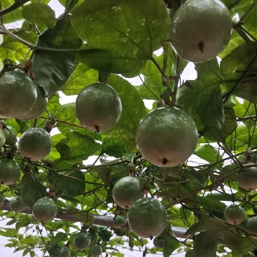 广东湛江硇洲岛百香果