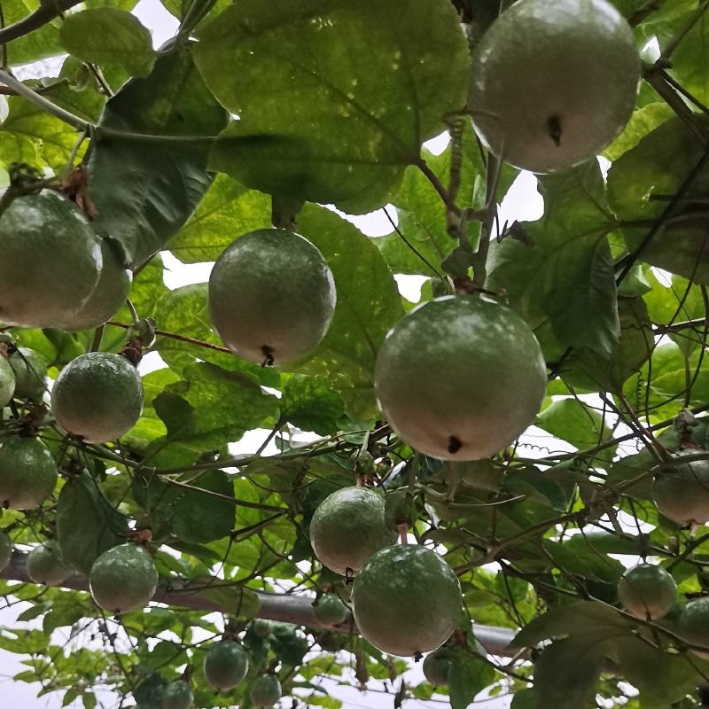 广东湛江硇洲岛百香果