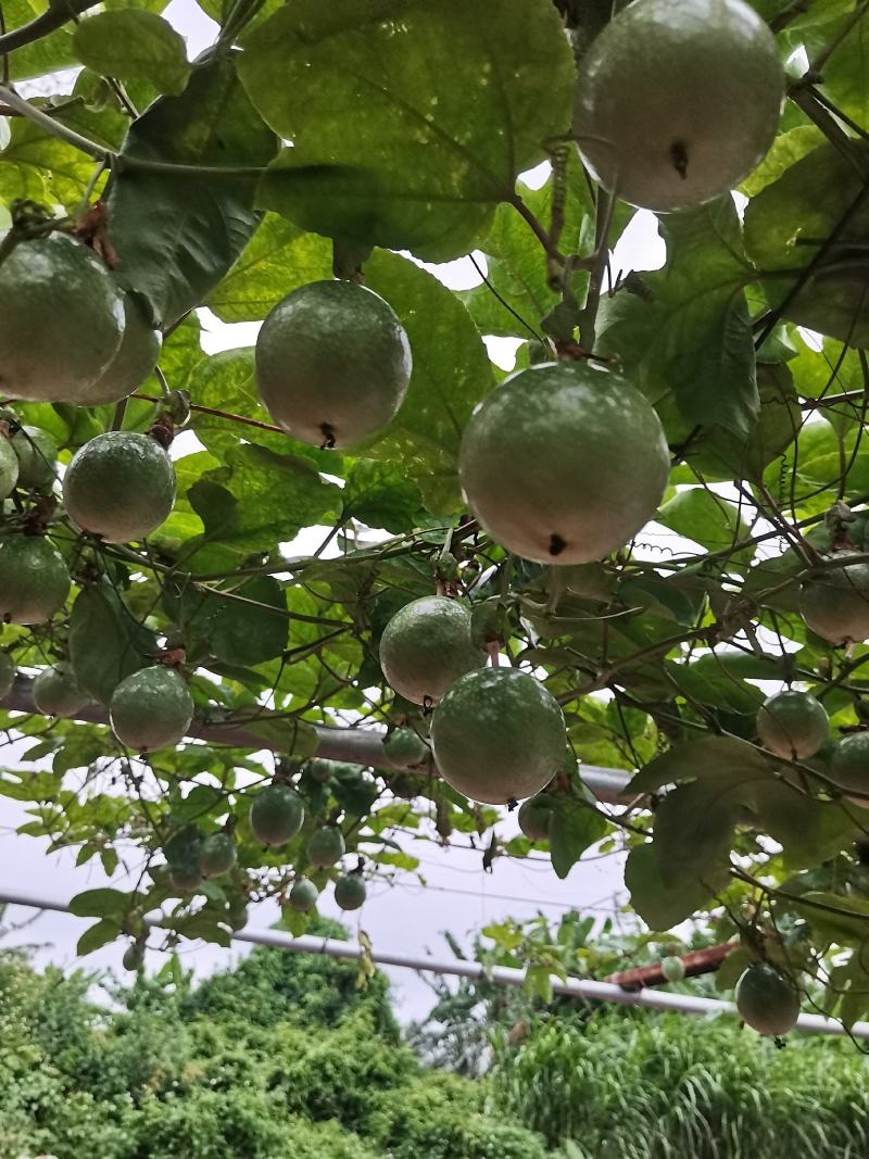 广东湛江硇洲岛百香果
