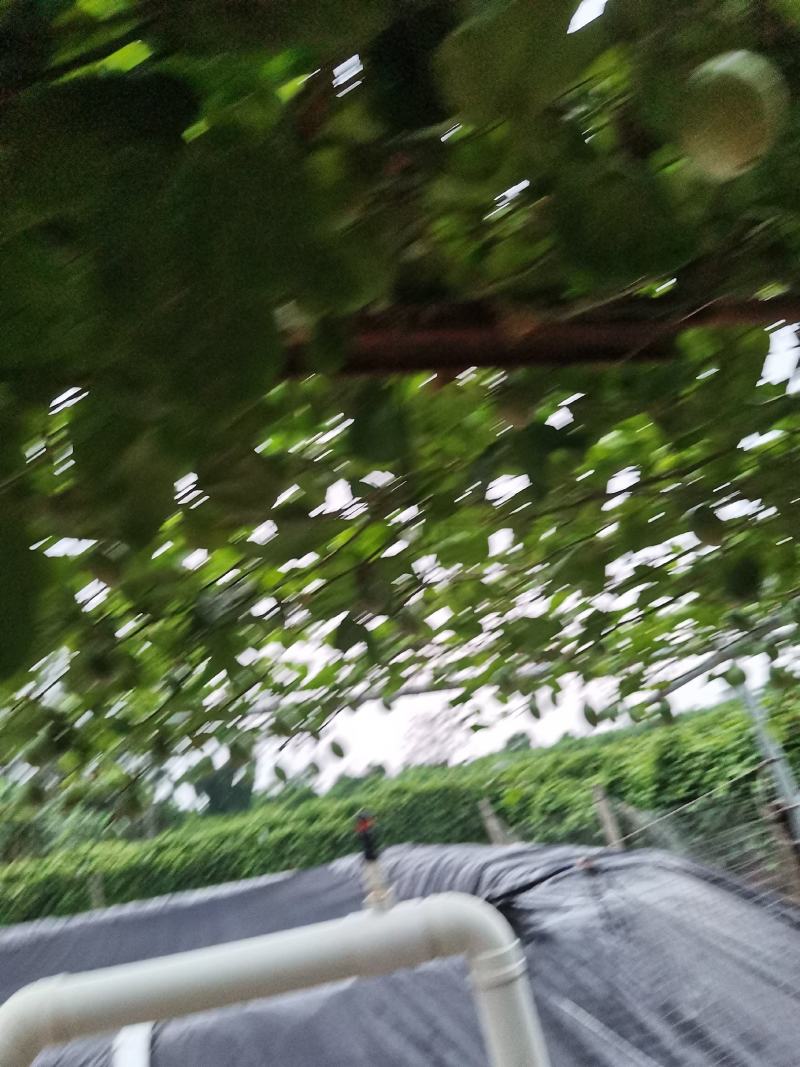 广东湛江硇洲岛百香果