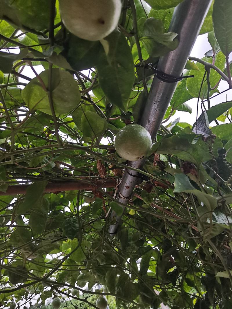 广东湛江硇洲岛百香果