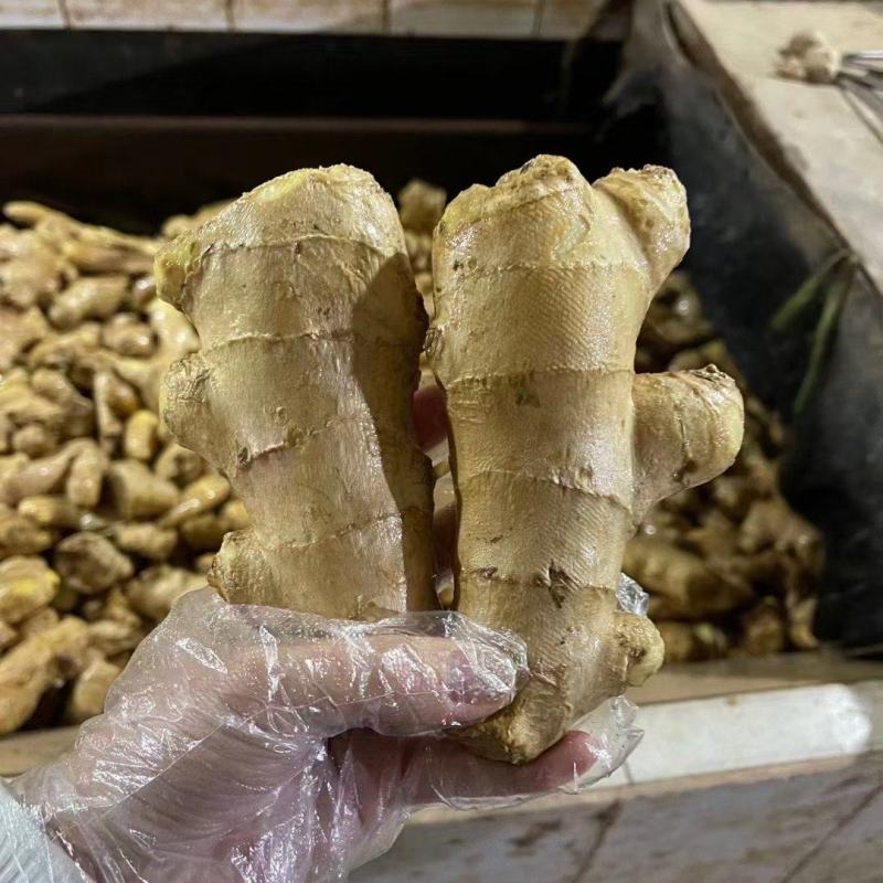 【姜母】山东精选大个头姜母按需分拣打包设备全有小工备货快