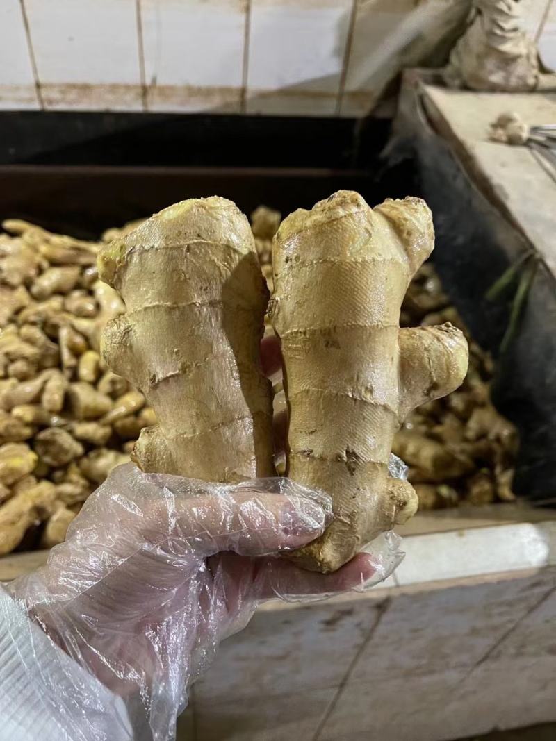 【姜母】山东精选大个头姜母按需分拣打包设备全有小工备货快