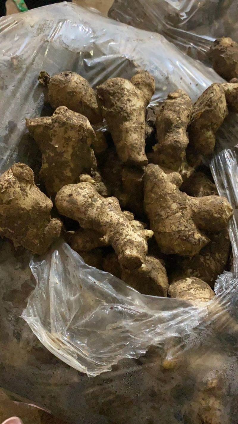 【姜母】山东精选大个头姜母按需分拣打包设备全有小工备货快