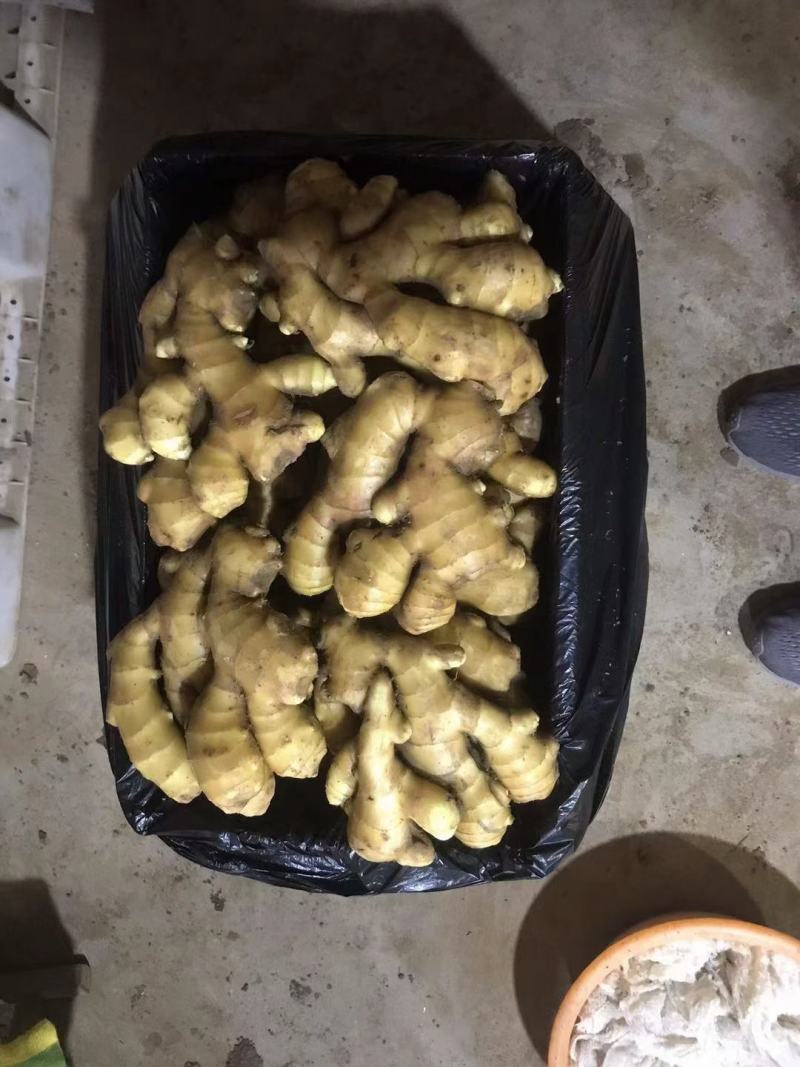 【姜母】山东精选大个头姜母按需分拣打包设备全有小工备货快