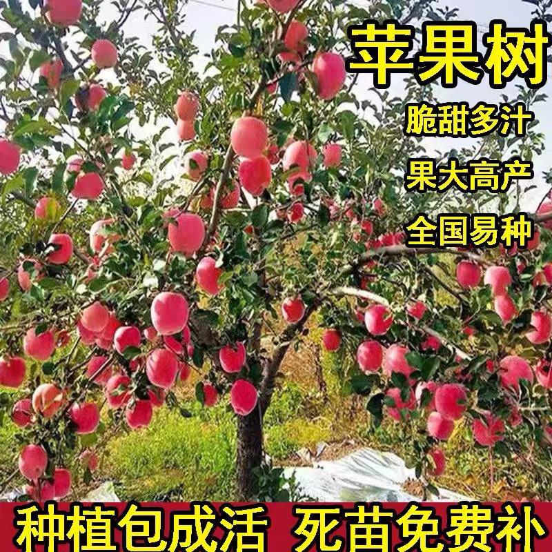 苹果苗新品种新西兰爱妃苹果树苗果园直发死苗补发提供技术