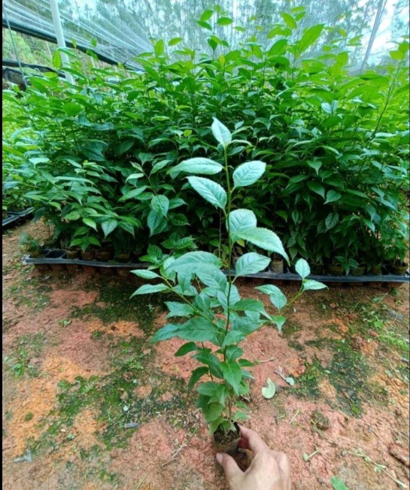 正宗岗梅苗称星树苗天星木苗土甘草百解茶山梅根带土包邮广西