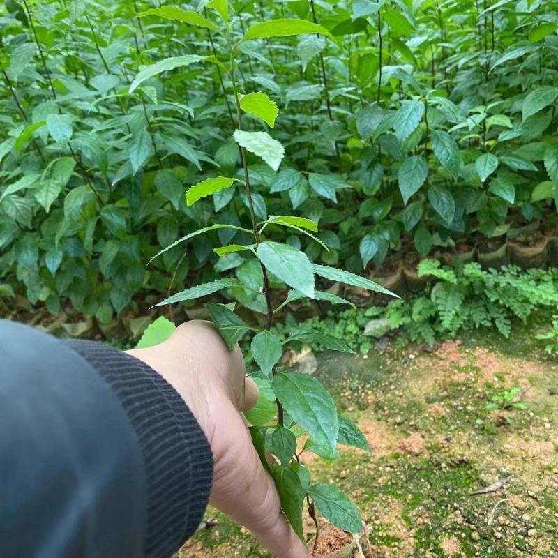 正宗岗梅苗称星树苗天星木苗土甘草百解茶山梅根带土包邮广西