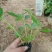 精品马鞭草品质保证一手货源量大从优，多年种植与销售