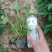 精品马鞭草品质保证一手货源量大从优，多年种植与销售