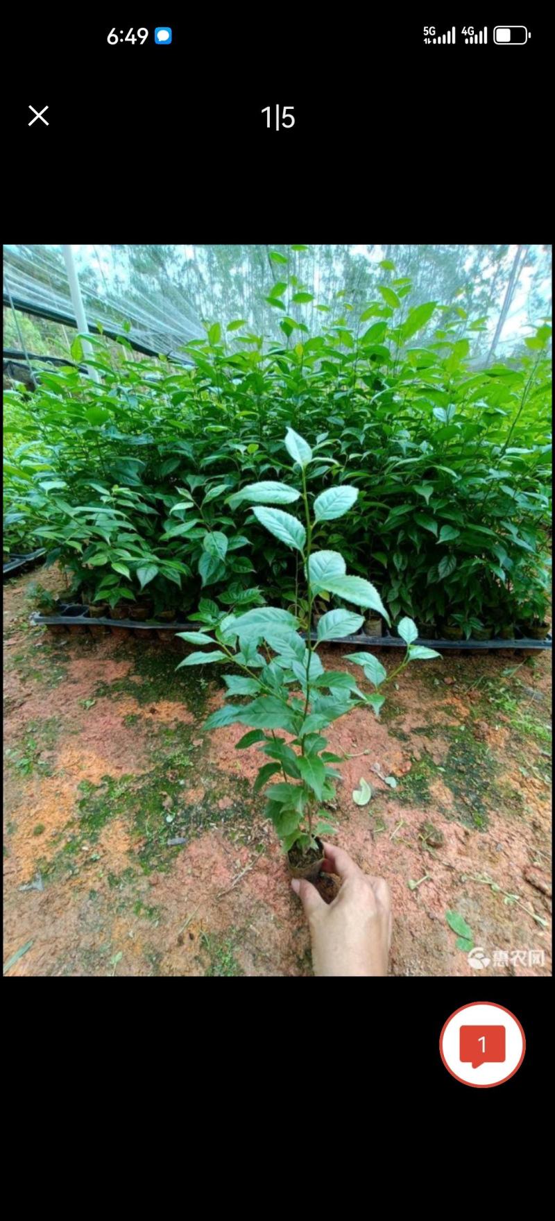 正宗岗梅苗称星树苗天星木苗土甘草百解茶山梅根带土包邮广西