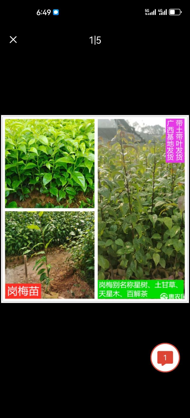 正宗岗梅苗称星树苗天星木苗土甘草百解茶山梅根带土包邮广西