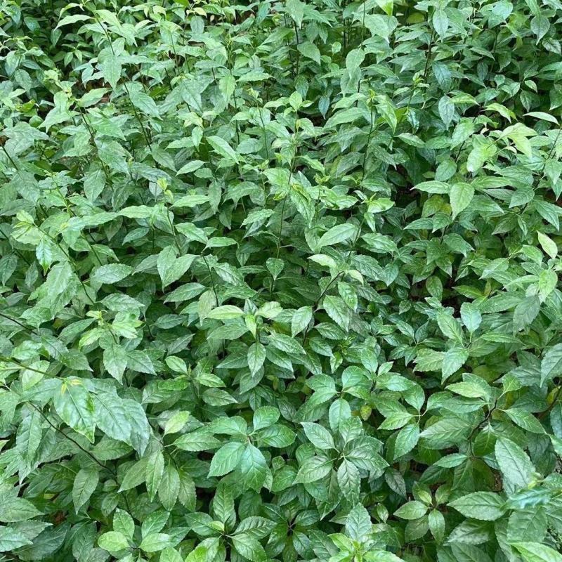 正宗岗梅苗称星树苗天星木苗土甘草百解茶山梅根带土包邮广西