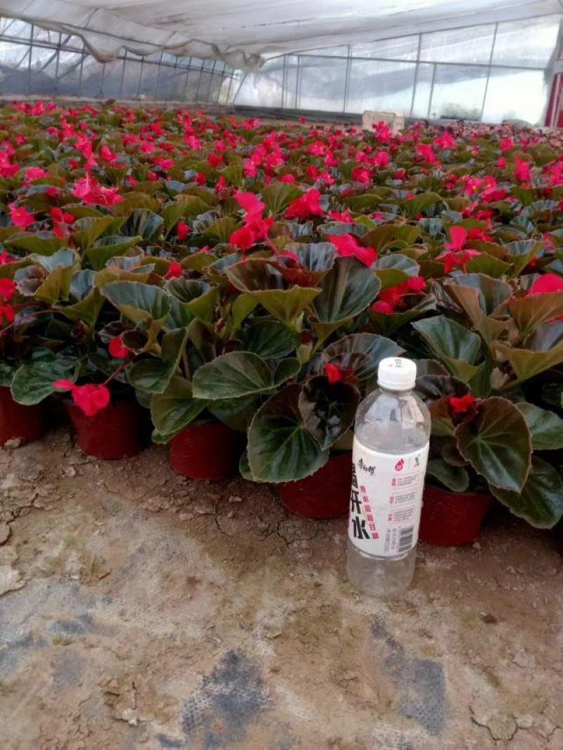 精品比格海棠大花海棠基地直发品质保证一手货源