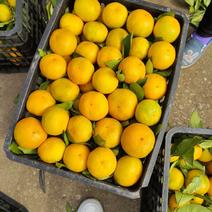 湖北甜蜜橘，丹江口蜜橘，大量上市，价格美丽，日供十万斤
