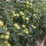 硬粉西红柿，番茄，西红柿，口感番茄，无土栽培。