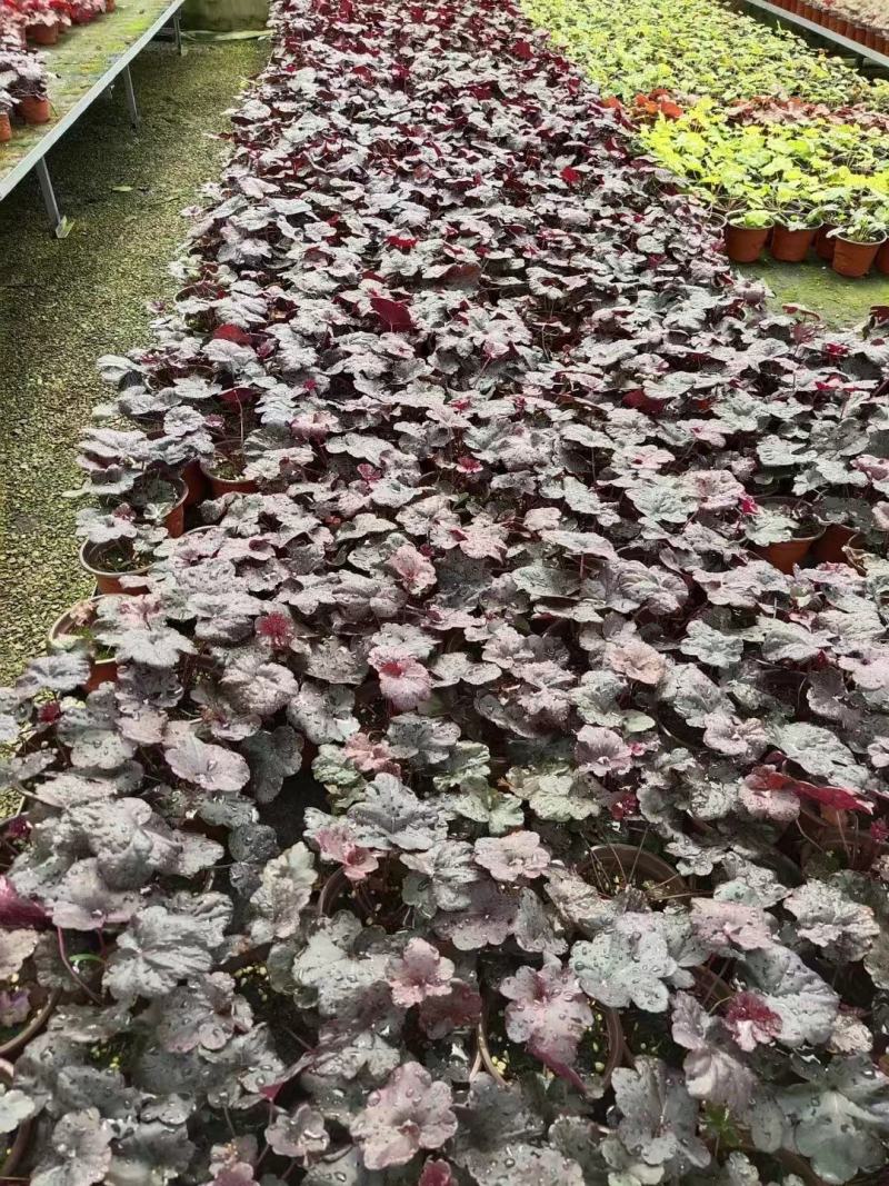 精品矾根基地直发品质保证一手货源量大从优欢迎联系