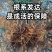 果园直发苹果苗新品种维纳斯黄金苹果王林保真正品成活率