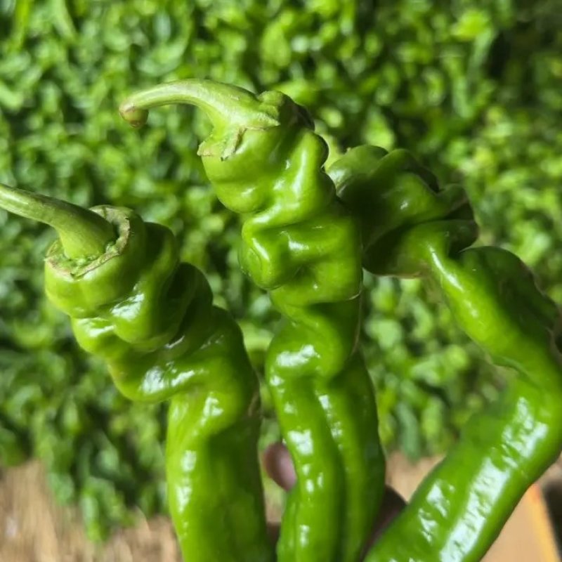 夏邑301辣椒️线椒️螺丝椒️苏椒️湘辛规格齐全发货快
